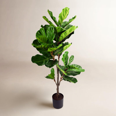 56'' Plant