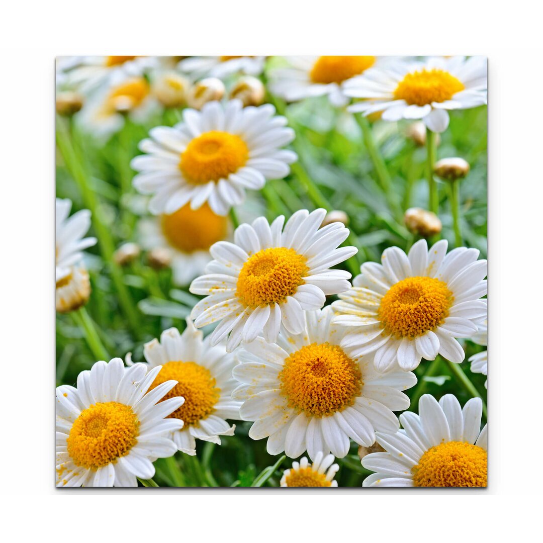 Leinwandbild Nahaufnahme Daisy Meadow