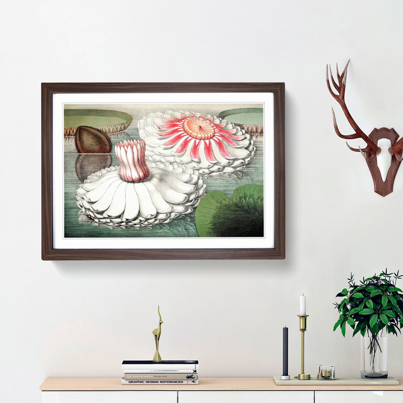 Blooming Gigantic Water Lily by William Sharp - Picture Frame Art Print, 48cm H x 65cm W x 2cm D, Walnut Framed