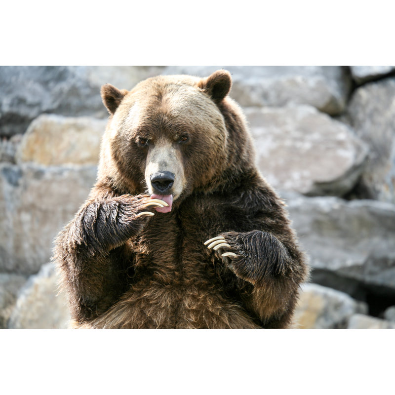 Grizzly de Bouillante, H 24 po x l 36 po