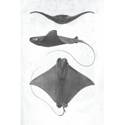 Scale Stingrays II 1 Piece Wrapped Canvas Wall Art
