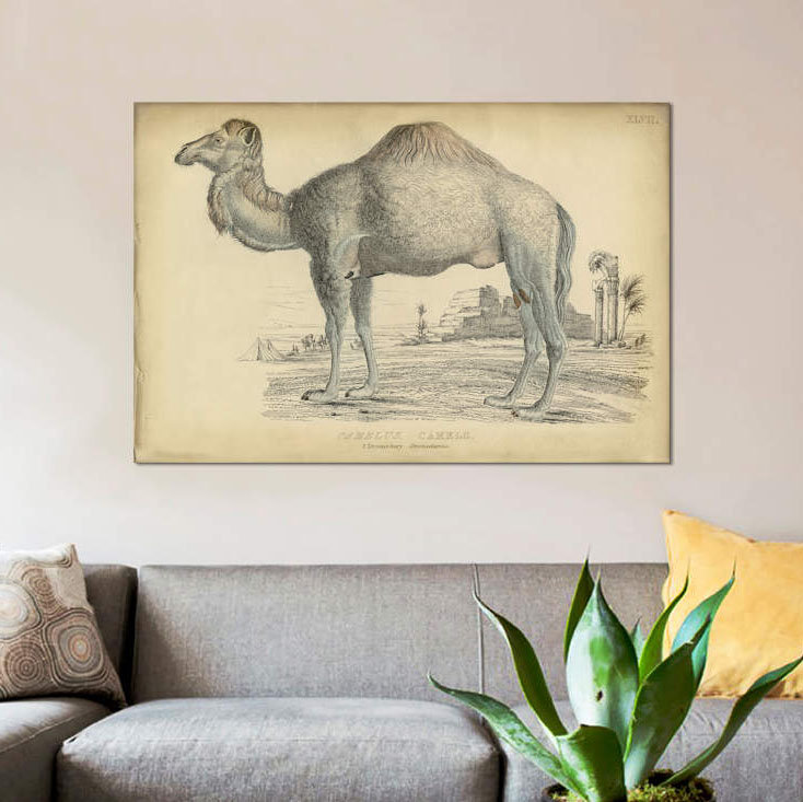 « mixte dromedary », reproduction sur toile, H 18 po x l 26 po x P 1,5 po, Toile tendue, Pas de tapis