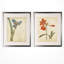 «Vintage Botanical Sketch I», ensemble de 2 reproductions de peintures à l'acrylique encadrées-28785944
