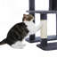 Tour pour chat 60,6 pouces à plusieurs niveaux-117068951