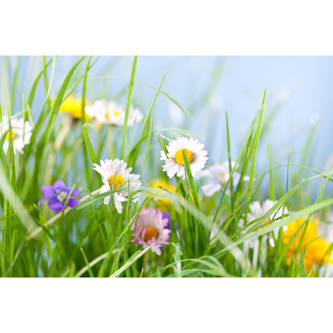 Spring Grass And Flowers von Fotostorm - Leinwanddrucke