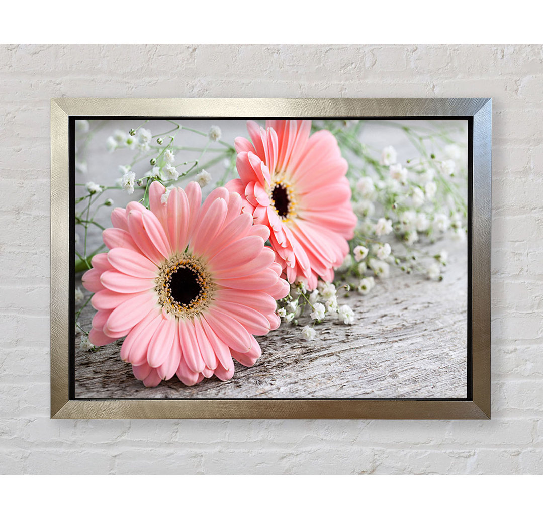 Rosa Gerbera Laying Down Close Gerahmter Druck