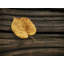 Single Yellow Birch Leaf Print by Scott Norris-65851609-65826127