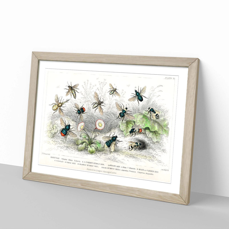 Assortment Of Bees by Oliver Goldsmith - Single Picture Frame Painting, Oak, 24cm H x 33cm W x 2cm D