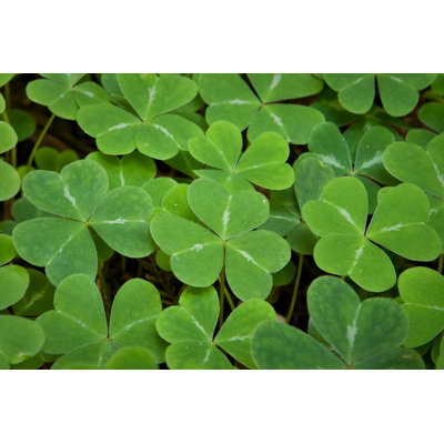 Shamrocks by Sandy Kelley - Wrapped Canvas Print