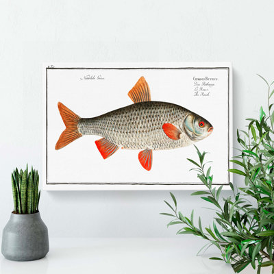 Roach Fish by M.E. Bloch - Wrapped Canvas