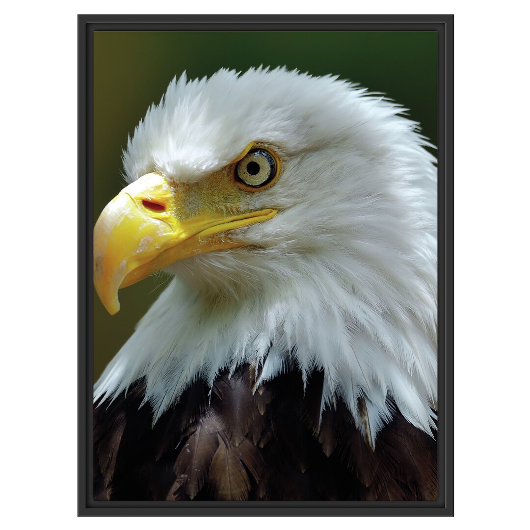 Gerahmtes Wandbild Mächtiger Weißkopfseeadler