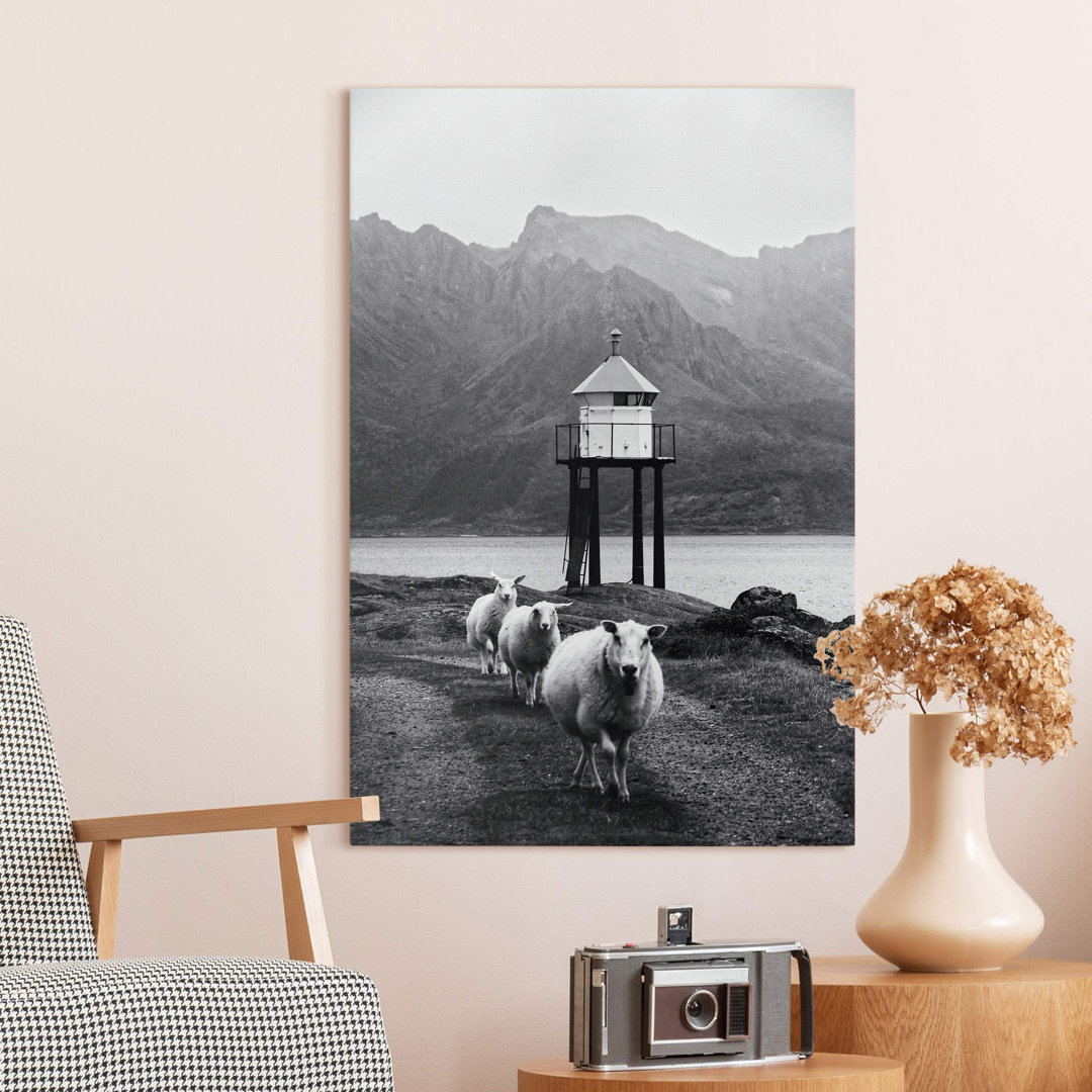 Three Sheep in Lofoten von Paul Schlüter Photograph