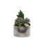 Faux Succulent in Pot