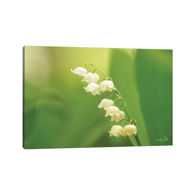 Lily Of The Valley by Martin Podt - Wrapped Canvas Print, 20.32 cm H x 30.48 cm W
