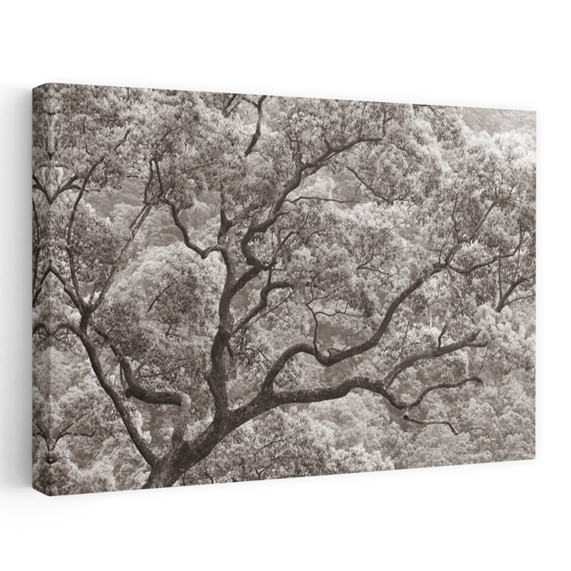 Photographie neutre contemporaine Koi No Ki, H 24 po x l 16 po