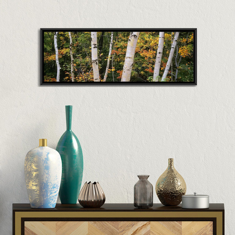 Bouleaus panoramiques dans une forêt, new hampshire, reproduction de photo sur toile, H 12 po x l 36 po x P 1,5 po