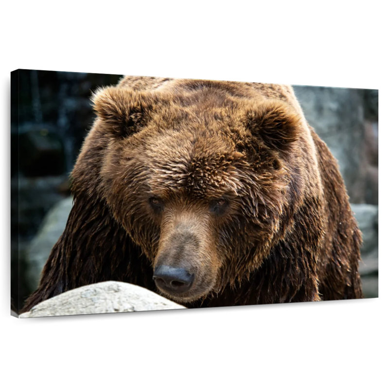 Brampt Kamchatka Brown Bear, 30" H x 45" W