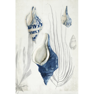 Coquilles antiques I
