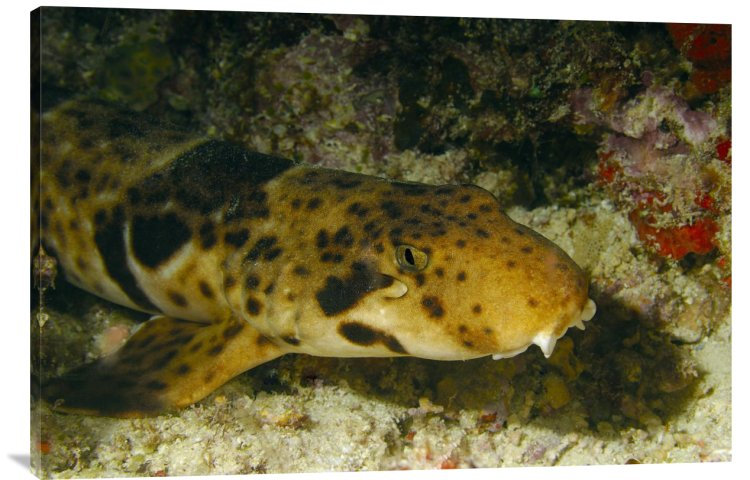 " Epaulette Shark Portrait Underwater " Print, 24" H x 36" W x 1.5" D
