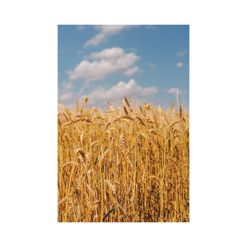 Summer Wheat Fields II by Bethany Young - Print on Canvas, Wrapped Canvas, 45.72cm H x 30.48cm W x 1.91cm D
