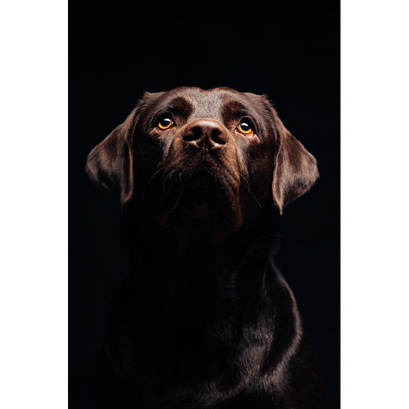 Portrait Of A Black Labrador - Wrapped Canvas Print, 46cm H x 30cm W x 3.8cm D