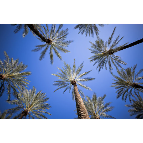 Bay Isle Home Palm Trees by Aleksle - Wrapped Canvas Art Prints ...