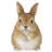 Chubby Rabbit Standing Statue