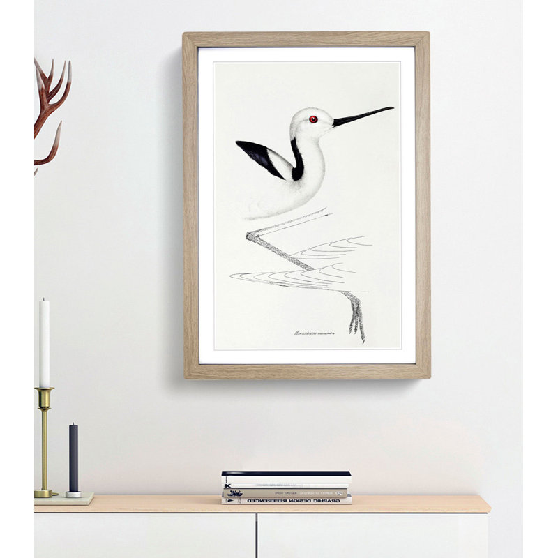 White-Headed Stilt Bird by John Gould - Framed Print, 48cm H x 36cm W x 2cm D, Oak Framed