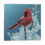 Cardinal - Cherry On Top by Collin Bogle - Painting on Canvas-30506378-103296658