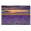 « lavandest », reproduction de photo sur toile tendue-31105861