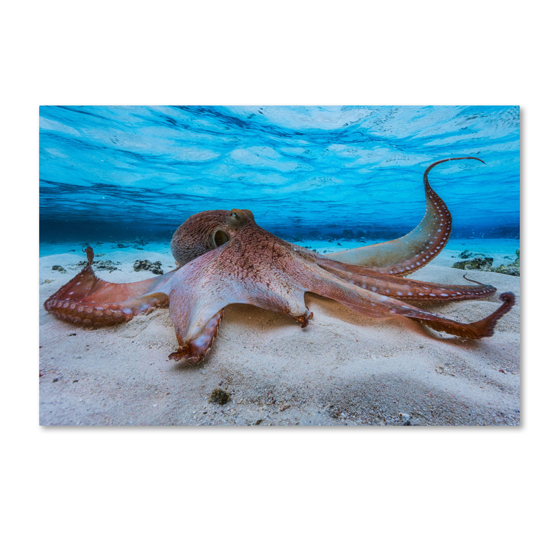 Art mural sur toile tendue - Barathieu Gabriel «Octopus», décoration murale pour le salon, la chambre à coucher ou le bureau - 30 x 47