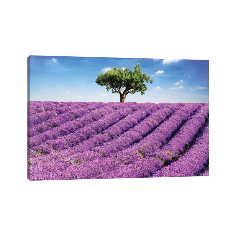 Lavender Field And Tree, Provence by Matteo Colombo - Wrapped Canvas Print, 30.48 cm H x 45.72 cm W