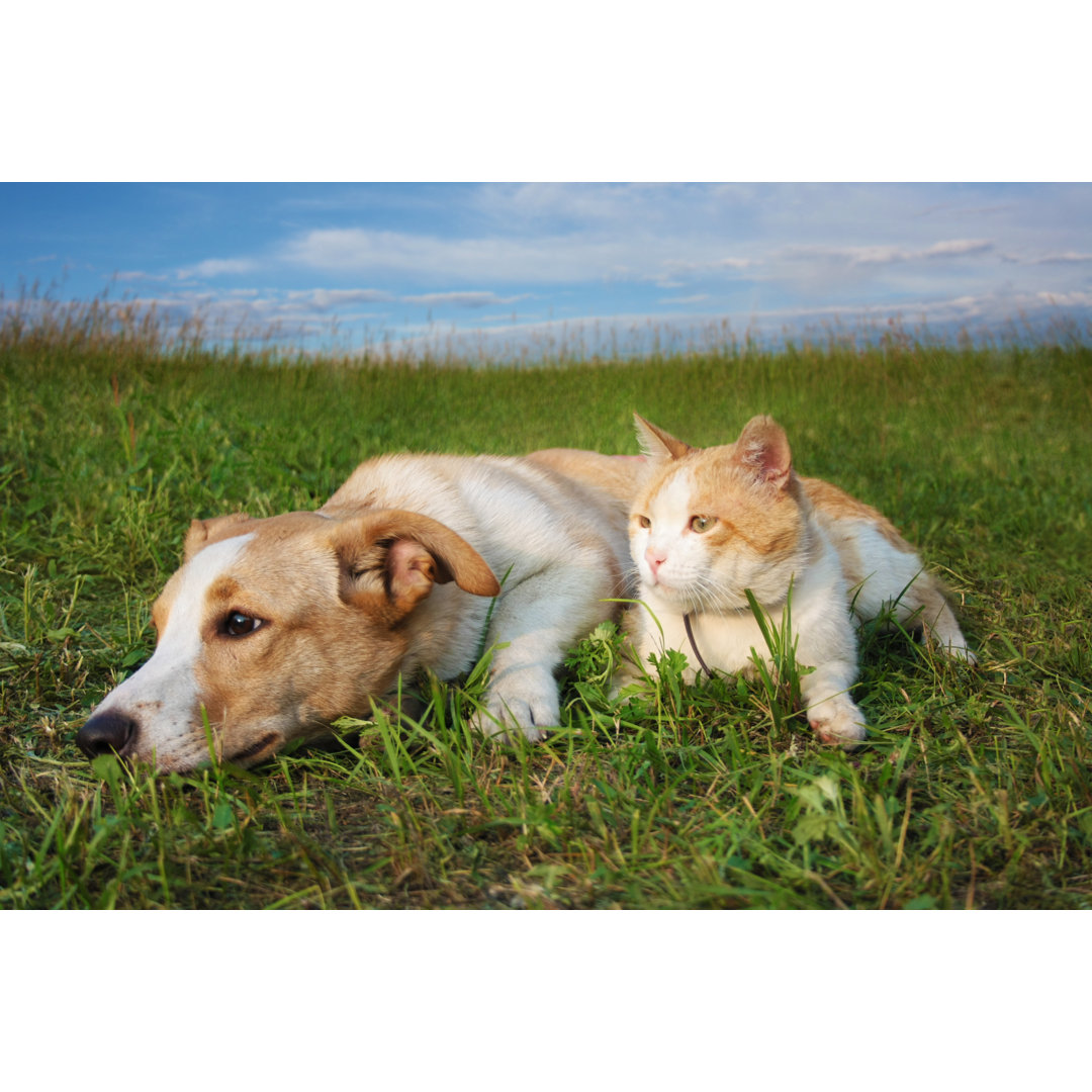 Fotografie auf Leinwand Ginger Cat and Puppy von Arkadova