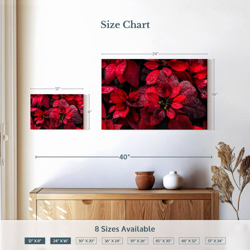 Poinsettia rosé, H 16 po x l 24 po