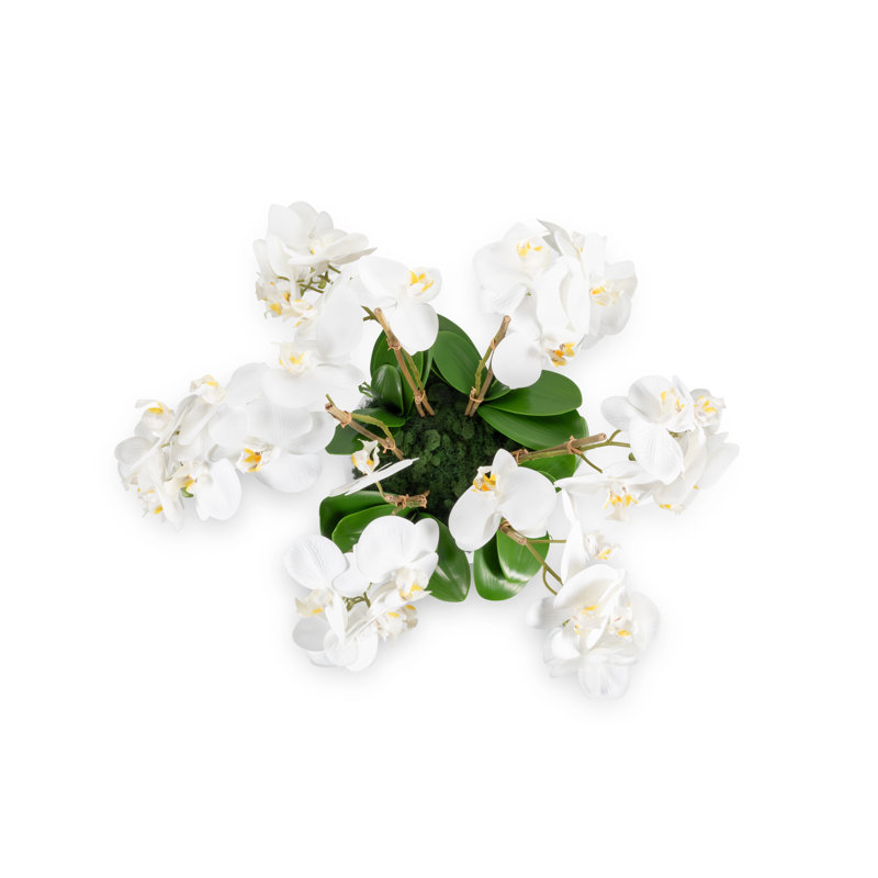 Jetta Oversized Realtouch Orchid Arrangement in Large Fiberstone Bowl, White
