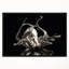 « octopus », reproduction de photo sur toile tendue encadrée-26665436
