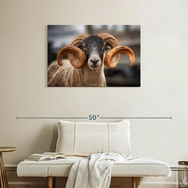 Brampt Scottish Blackface Ram, 24" H x 36" W