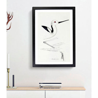 White-Headed Stilt Bird by John Gould - Framed Print
