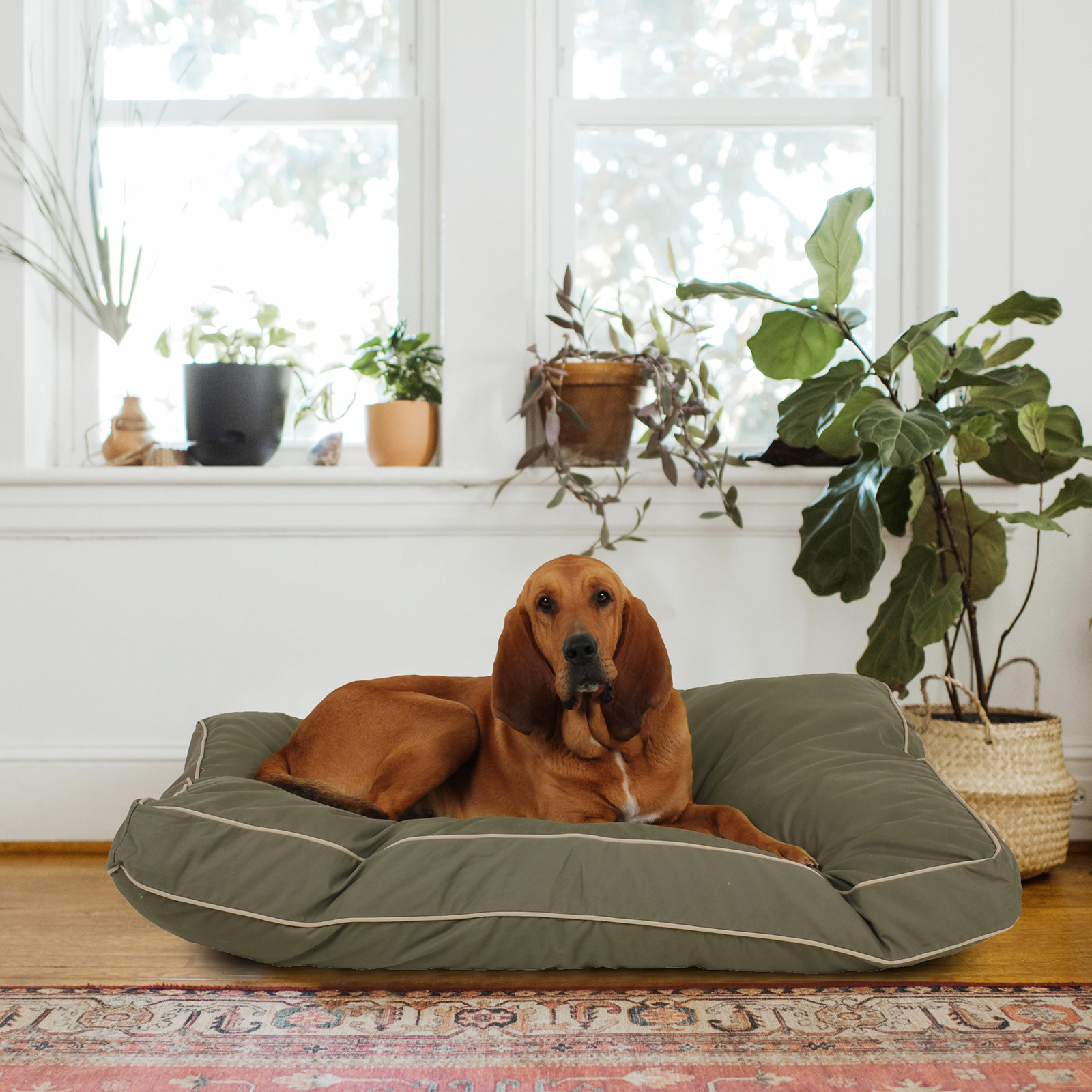 Orthopedic Foam Pet Bed with Washable Cover, Large (48" W x 36" D x 4" H), Sage/Khaki