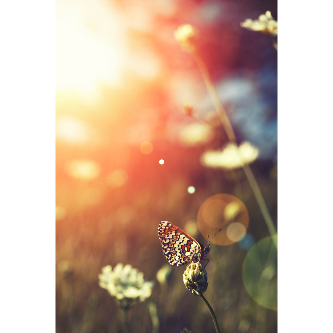 Butterfly In A Field At Sunset von Portishead - Leinwandbild auf Leinwand