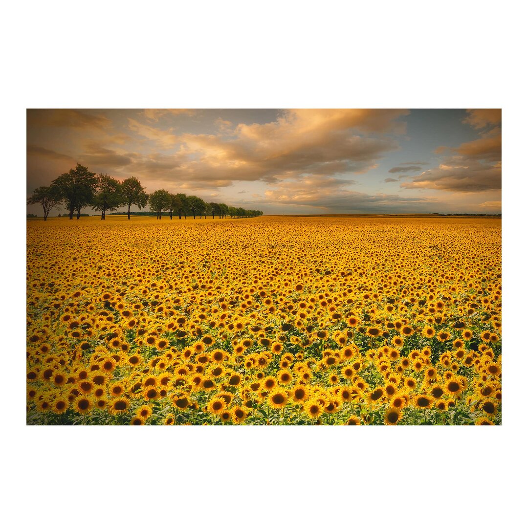 Halbglänzende Tapete Feld mit Sonnenblumen