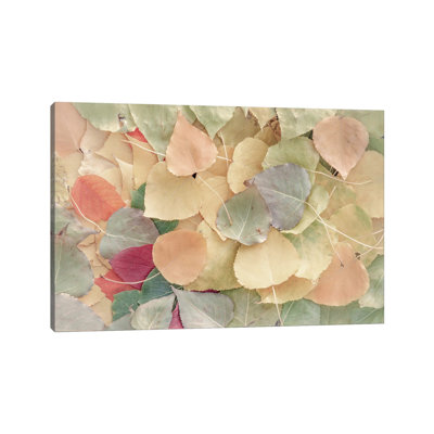 Feuilles tombées crémeuses