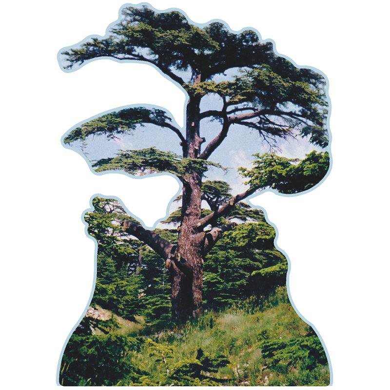 Cèdres de Dieu, arbre du liban, arbre célèbre, debout
