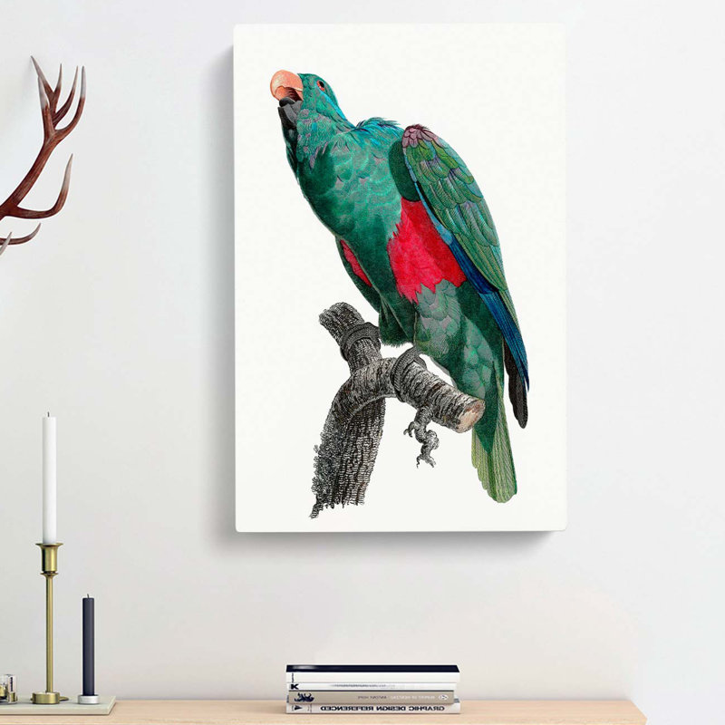 Eclectus Parrot by F. Levaillant - Wrapped Canvas, 50cm H x 35cm W x 3cm D