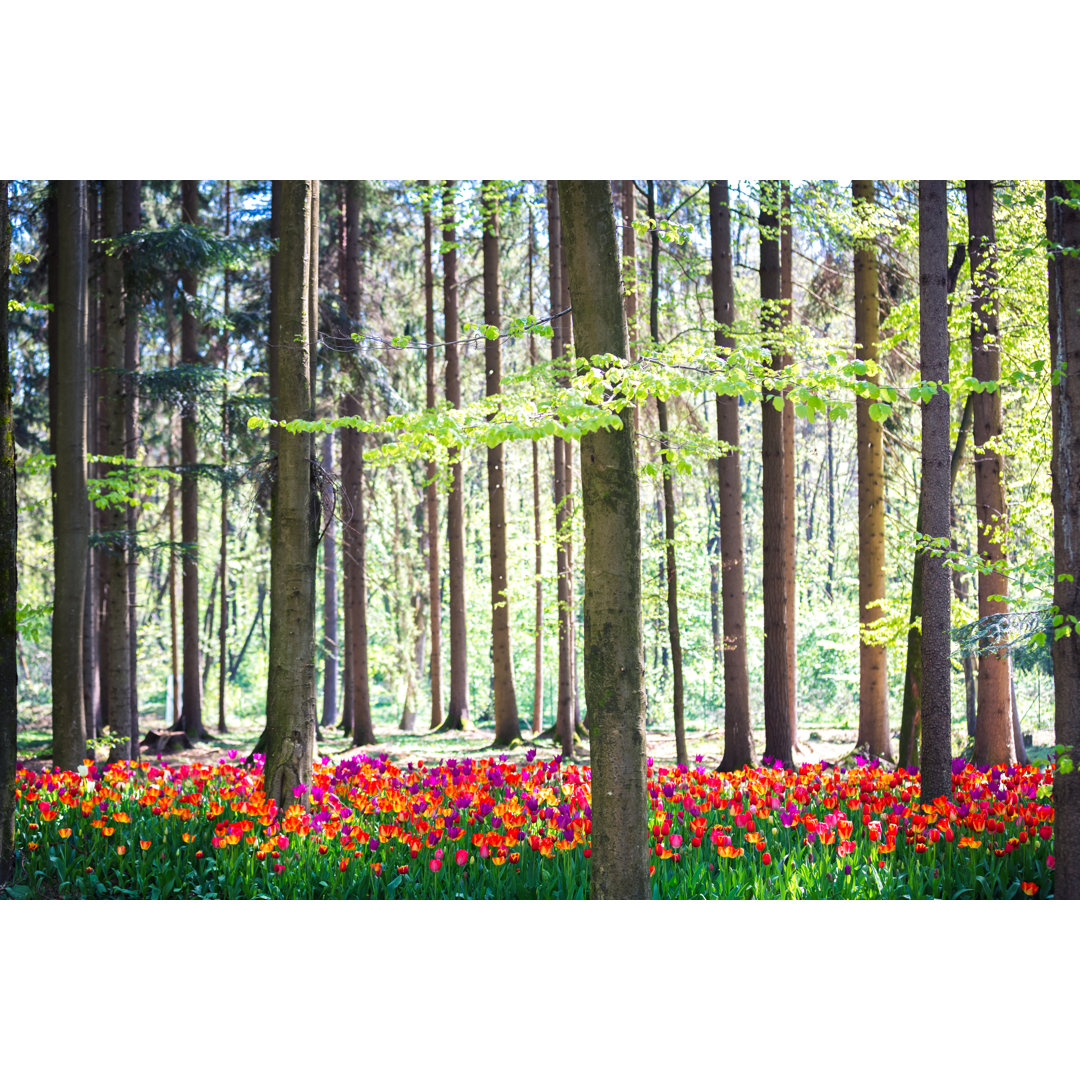 Tulpenfeld im Wald von Borchee - Drucken