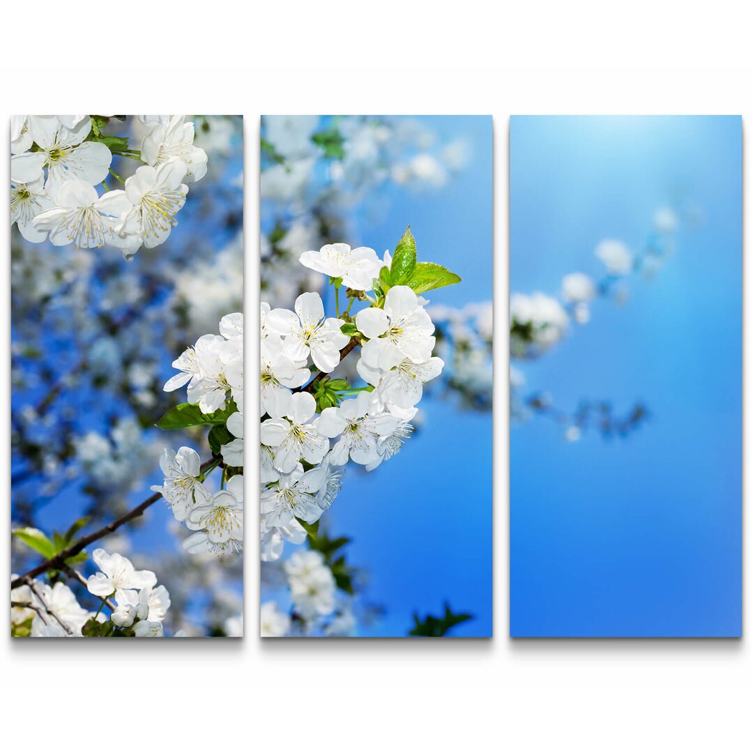 3-tlg. Leinwandbilder-Set Kirschblüten im Frühling - Fotografie