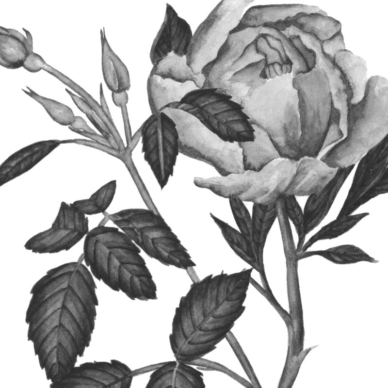 Flowers In Grey I - Wrapped Canvas Print, 51cm H x 51cm W