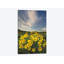 «Metow Valley Wildflowers II» par Alan Majchrowicz, reproduction sur toile tendue sur châssis-31492843-73278495-73279758
