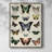Flutterbys II Framed Print - Solid Wood