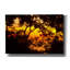 «Deep Forest Sunset» par Mark Ashkenazi, art mural sur toile-365931769